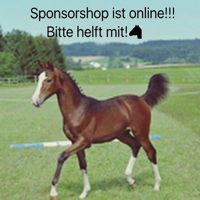 Hallo🏼Mein Sponsorshop ist jetzt online! Würde mich mega freuen ,wenn ihr im Shop einkauft!️Link ist im Profil! #horse #wunsch #horsepower #horselove #spende #crowdfunding #pferd #pferdeliebe #whisky #love #traumpferd #withcolors #kleinpferd #fohlen #fohlenpower #spende #love #helft #mir #bitte #sponsorshop #shop #mein #wunsch #ahorsewithcolors #pferde #shop #whiskey