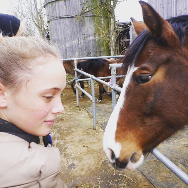 Meine kleine#horse #pferd #whisky #withcolors #whiskey #my #dream #love #braun #bayrisches #warmblut #6jahre #stute
