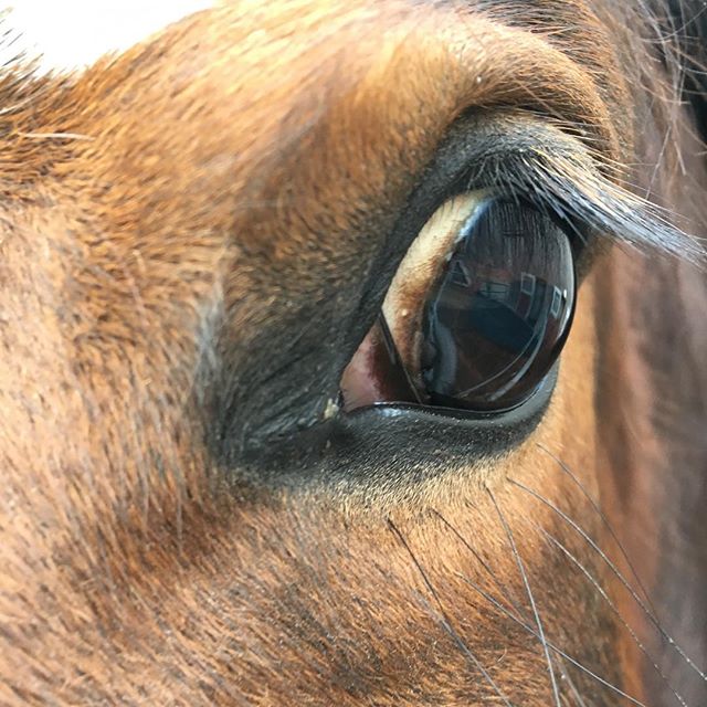 Man sagt:,, Wenn einem das Auge eines Pferdes gefällt, mag man dieses auch!'' #horse #whiskey #whisky #withcolors #helft #mir #bitte #love #this #horse #auge #pferd #braune #bayrische #warmblut #stute #6jahre